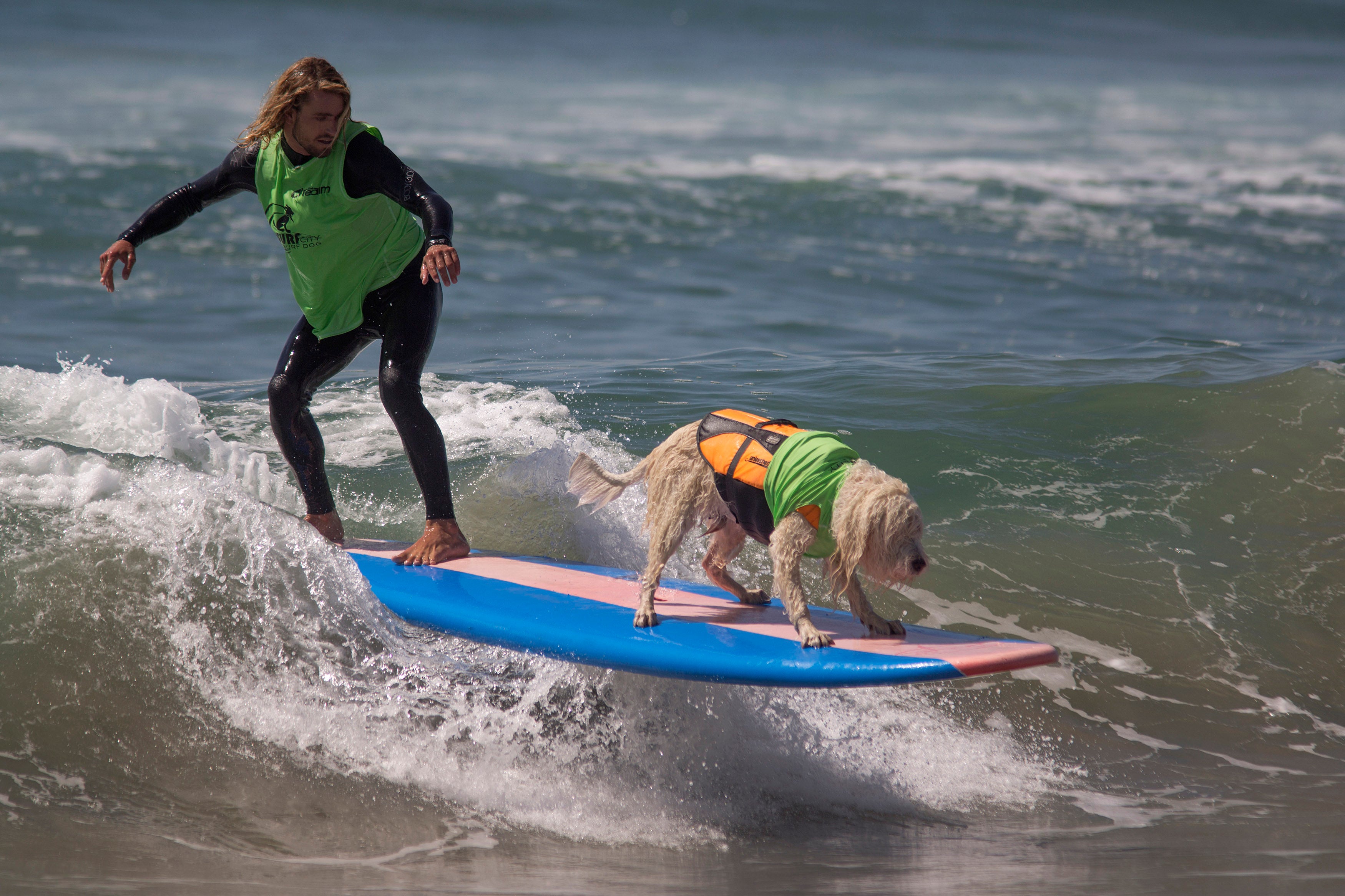 man and dog surfing