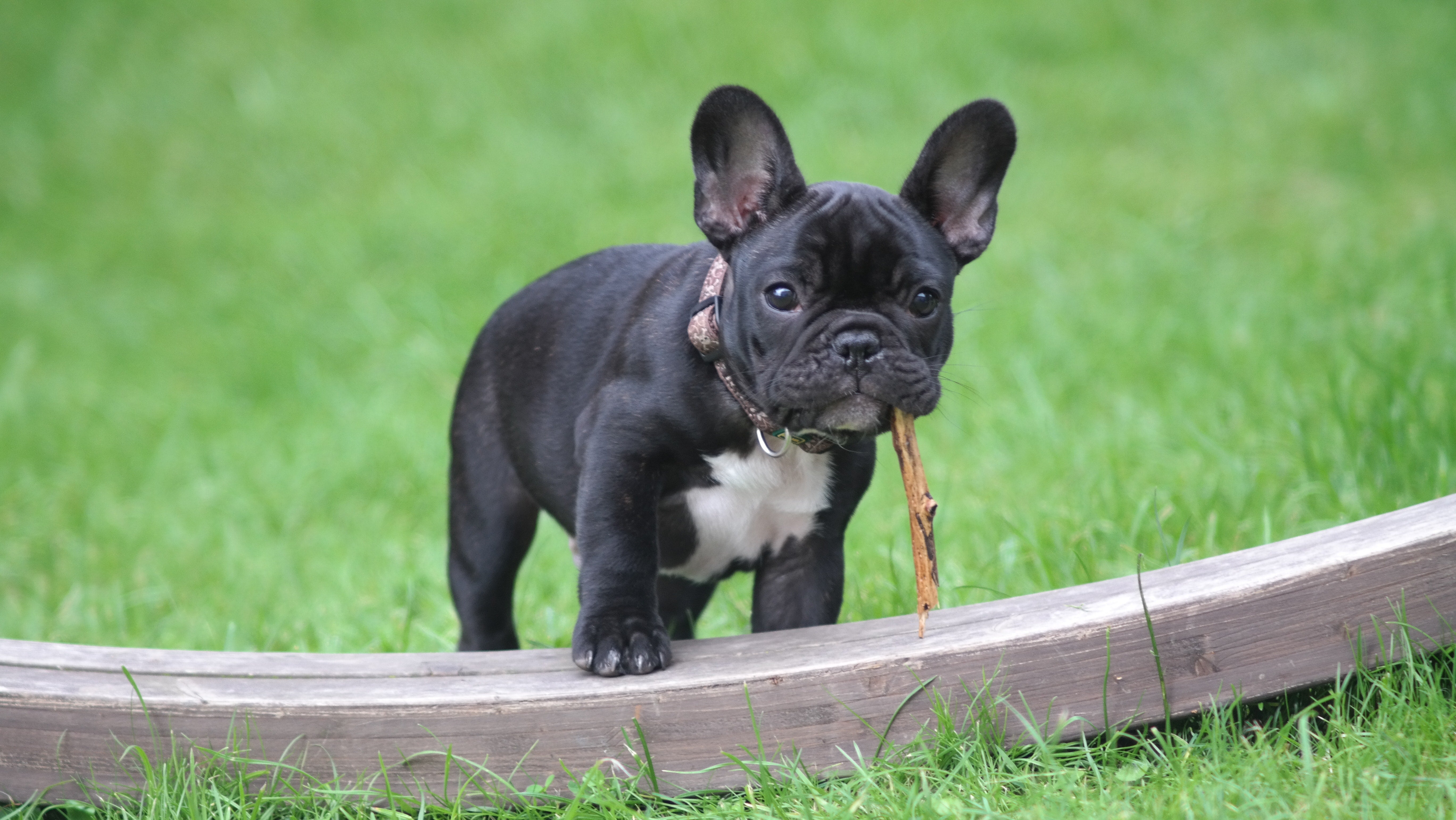 French bulldog