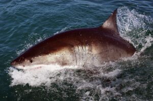 Shark Attached Hilton Head Lifeguard