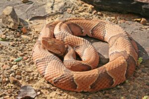 Copperhead Snake