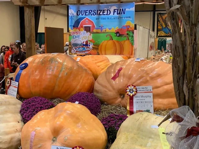 giant pumpkins at NC State Fair