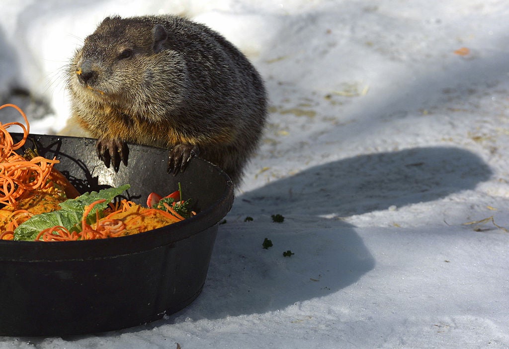 groundhog day in illinois 2025