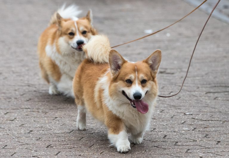 AKC's Most Popular Dog Breeds In 2020