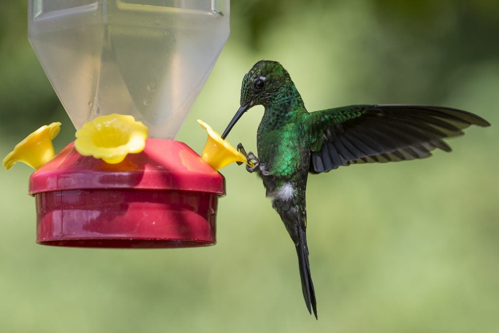 Hummingbird at feeder