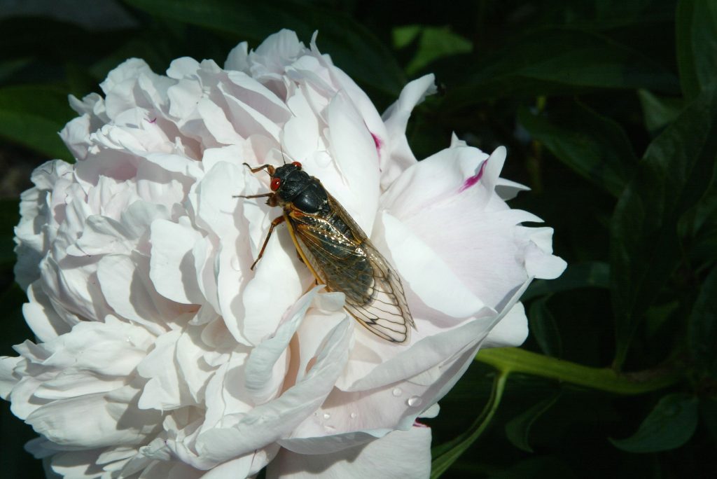 Cicada on flower