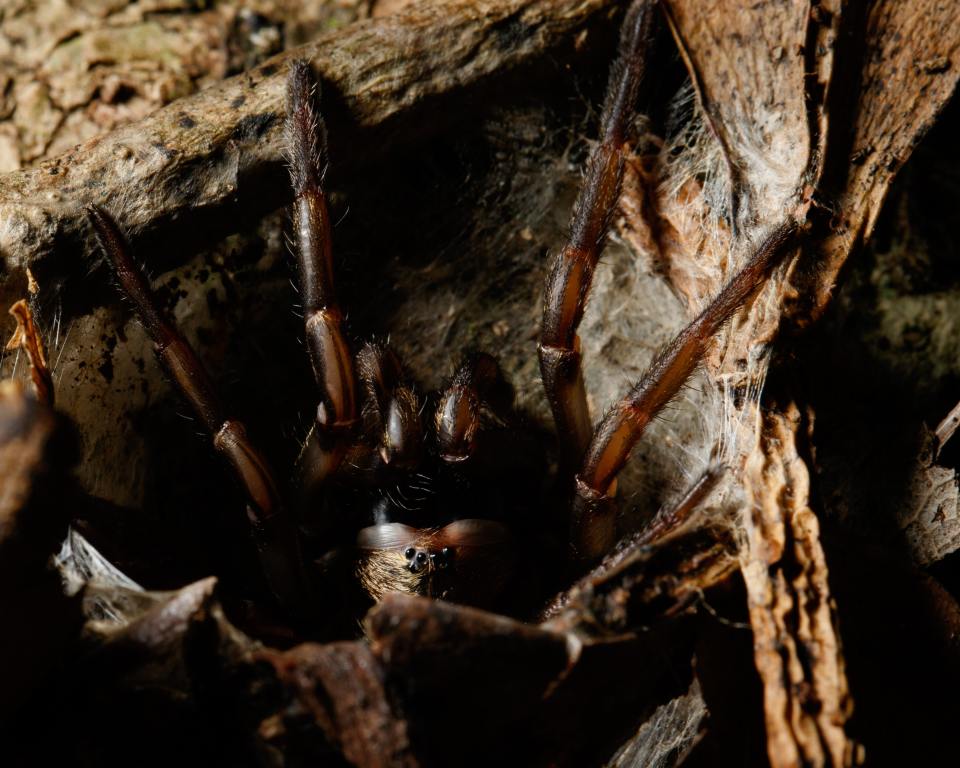 Southern Trapdoor Spider