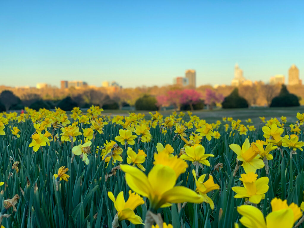 Daffodils in Raleigh, NC