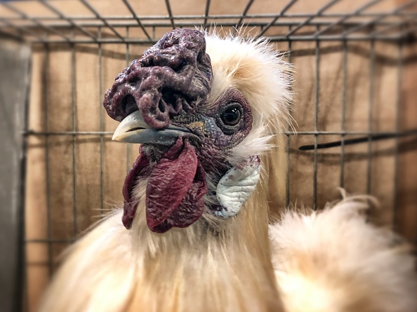 North Carolina Chicken Up For Title Of America’s Favorite Pet