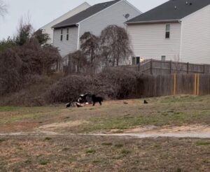 Dog in Gastonia surrounded by vultures