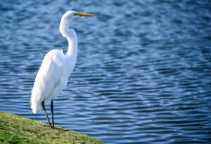 An egret by the water in Florida